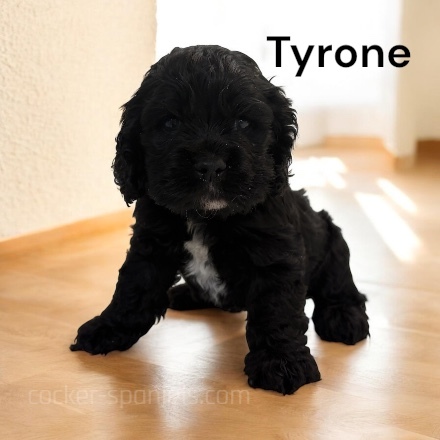 puppy, for, sale, Cocker Spaniel, Joe & Cherri  Overlease, dog, breeder, Miller, MO, dog-breeder, puppy-for-sale, forsale, nearby, find, puppyfind, locator, puppylocator, aca